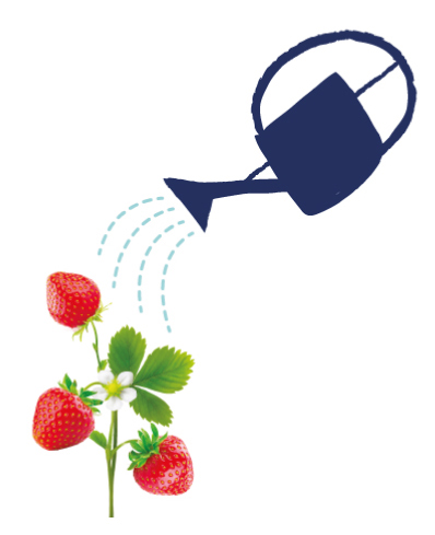 illustration fraisier arrosoir